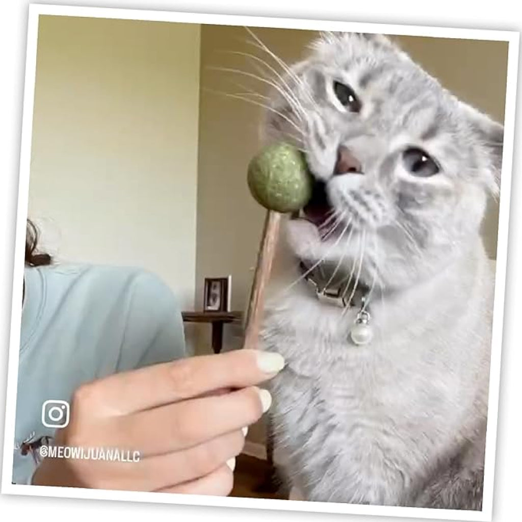 Meowijuana Lollies Silvervine Sticks with Catnip for Cats (3 ct)