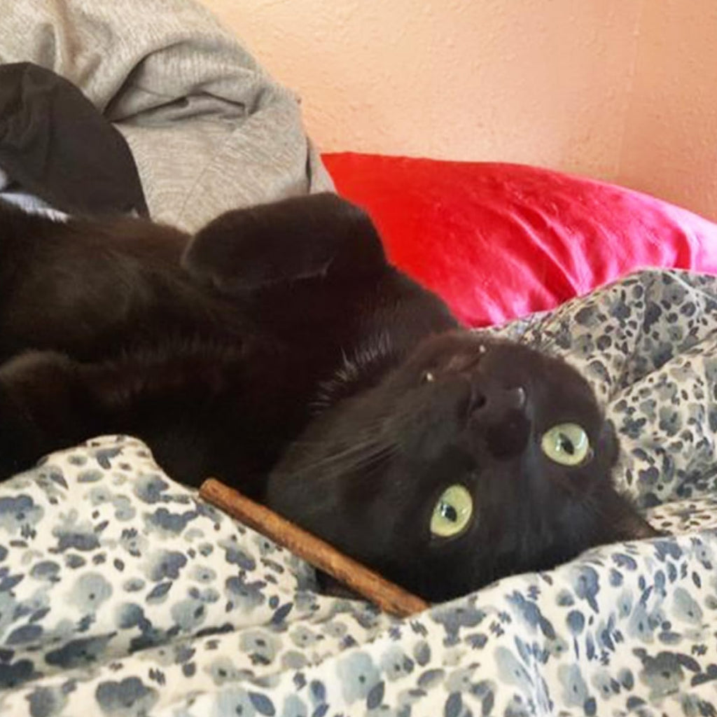 Meowijuana Silvervine Sticks for Cats