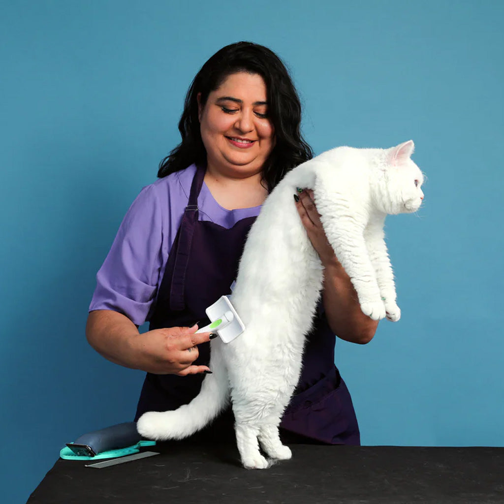 Woman grooming a white cat against a blue background