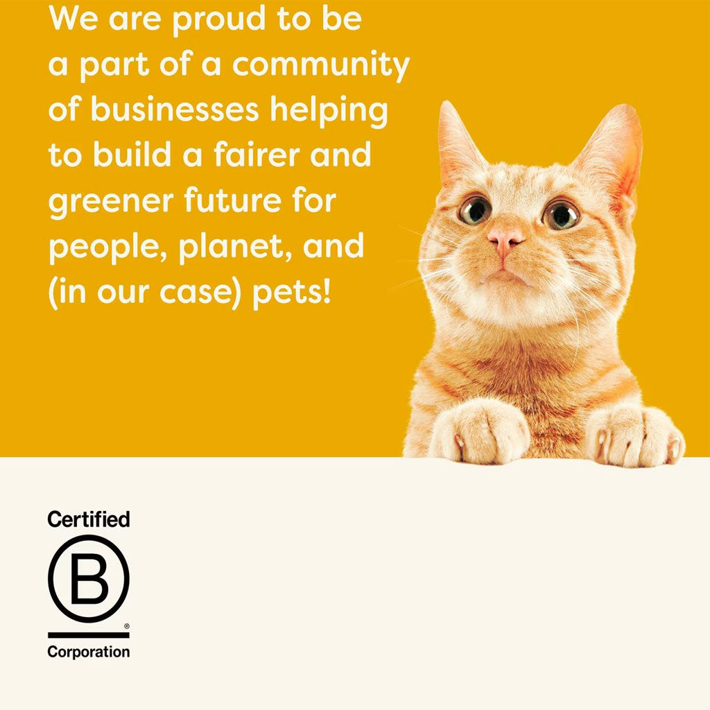 Cat on a yellow background with text about being a part of a community of businesses and a B Corporation logo.