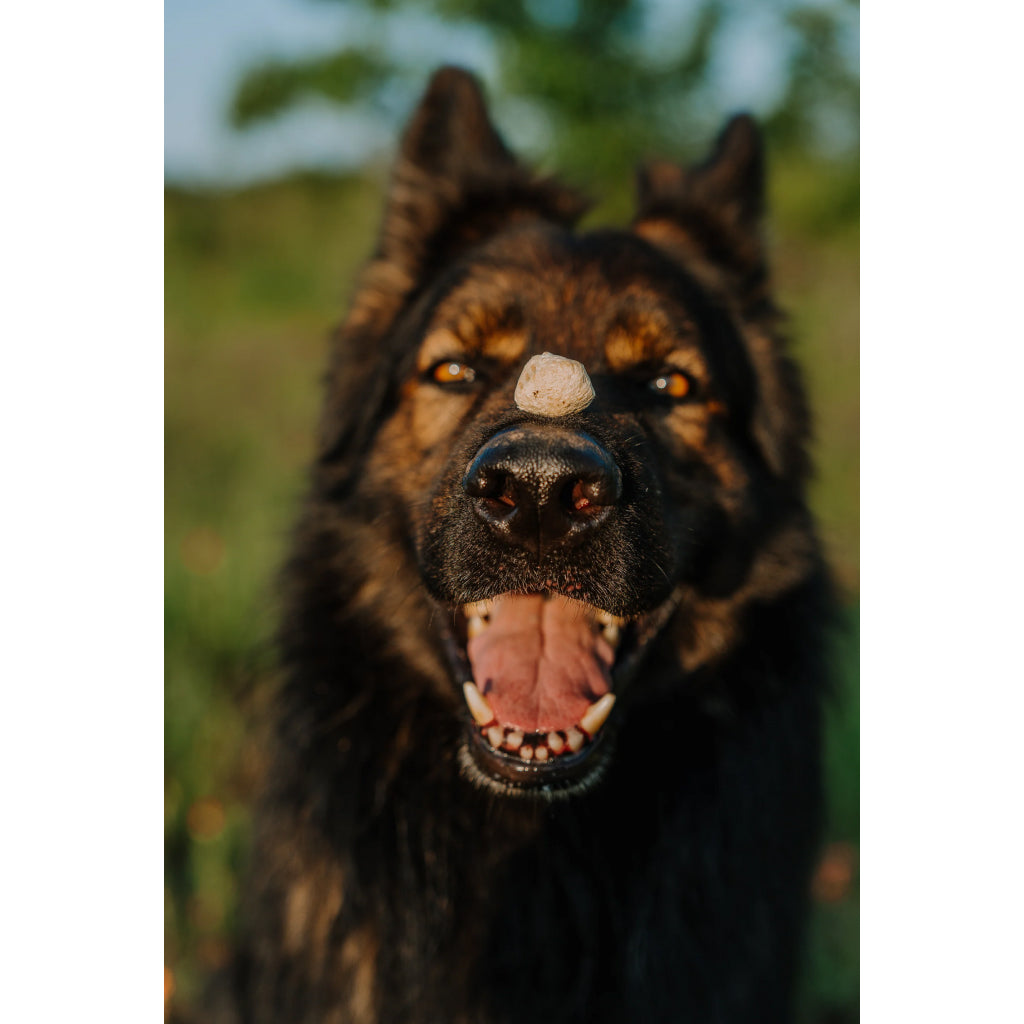 Boss Dog Proballs Freeze Dried Raw Pork Meatballs with Probiotics Treats for Dogs & Cats