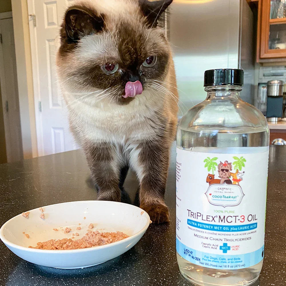 Cat standing next to a bottle of Triplex MCT-3 Oil on a kitchen counter