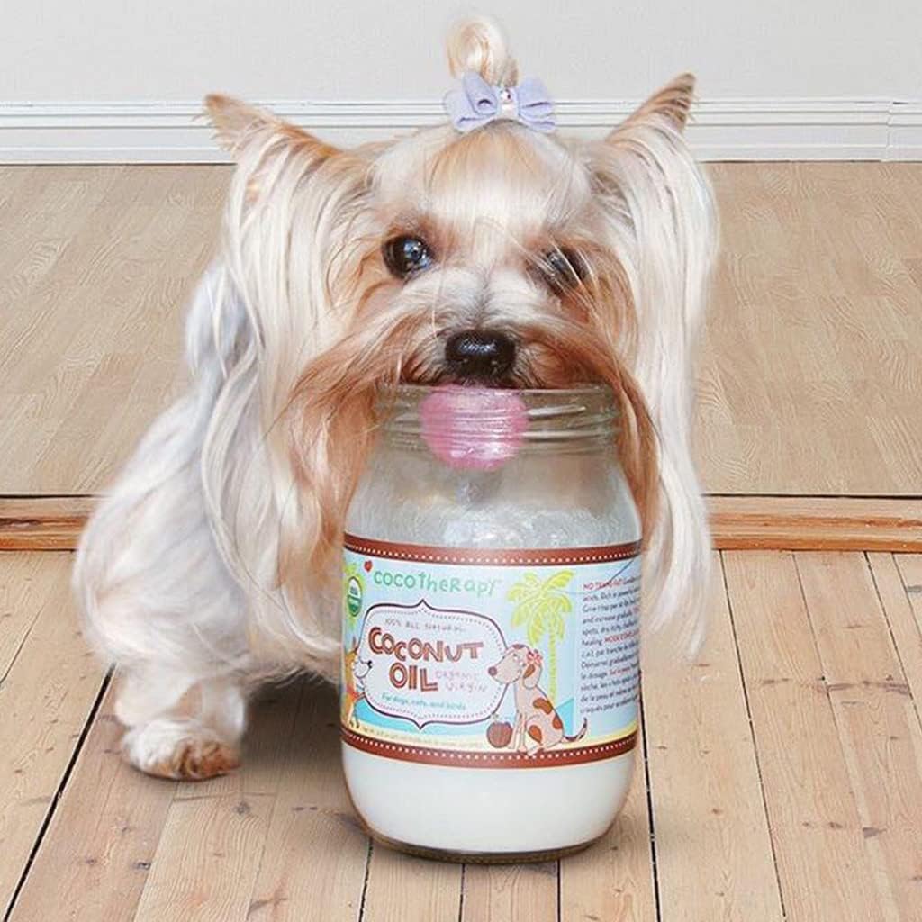 Small dog with a jar of coconut oil on a wooden floor