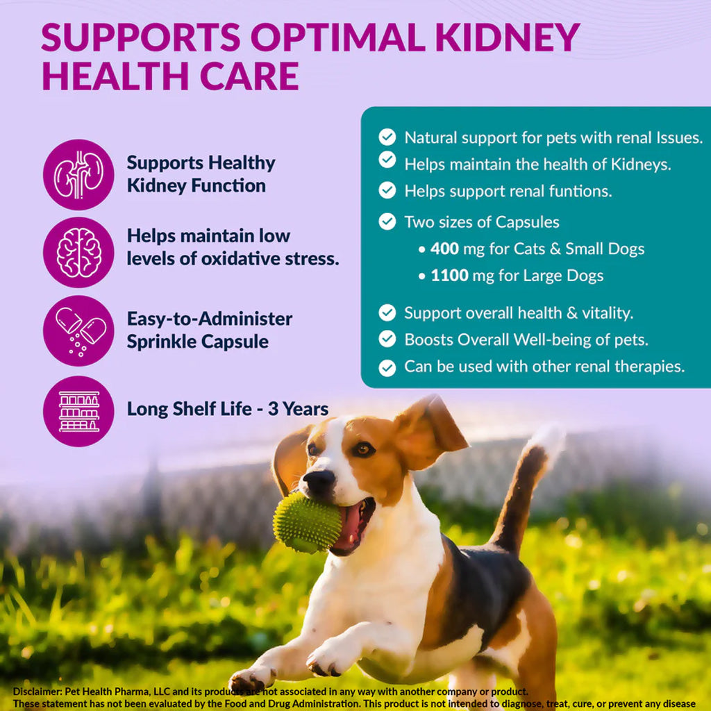 Dog playing with a ball in a grassy field, with text about kidney health care support on a purple background.