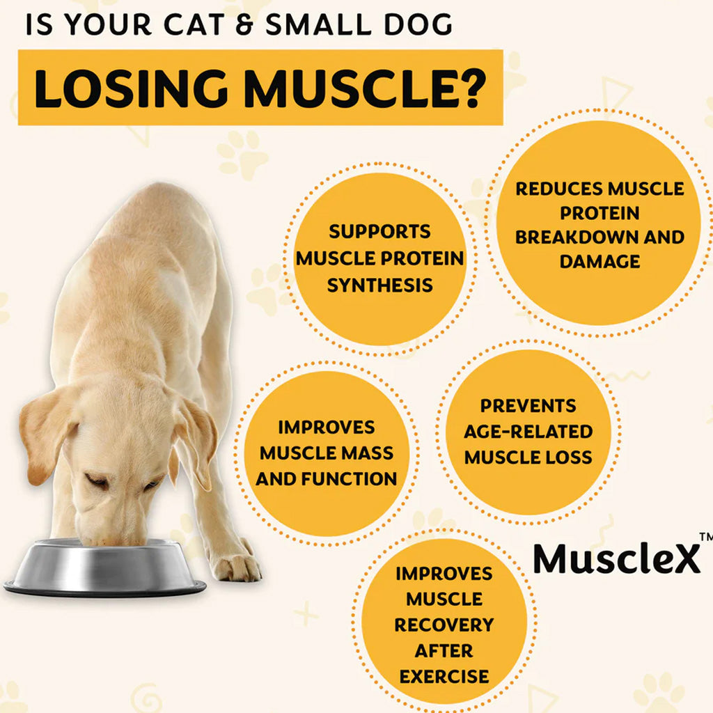 Advertisement for MuscleX showing a dog eating from a bowl with text about muscle health benefits.