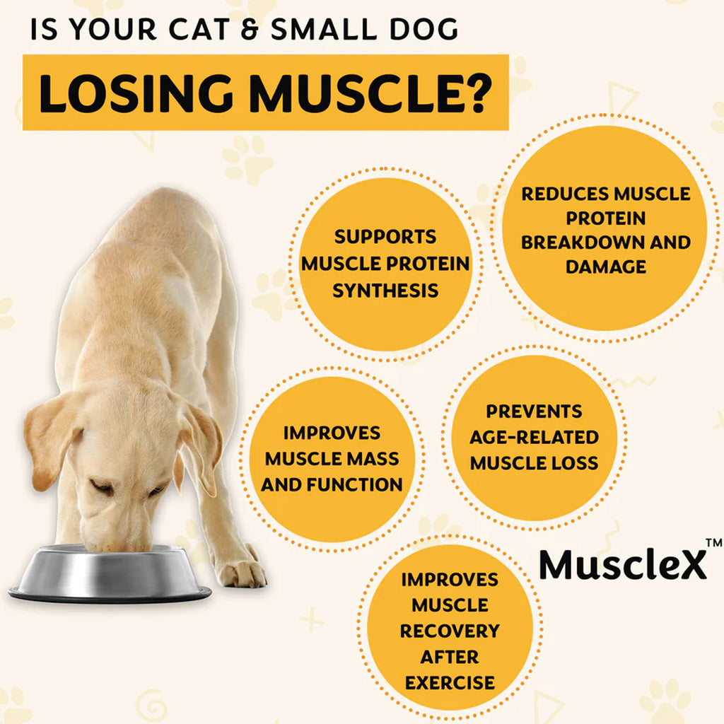 Advertisement for MuscleX showing a dog eating from a bowl with text about muscle health benefits.