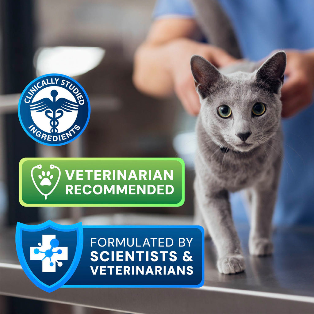 Gray cat being held by a person with product certification badges displayed.