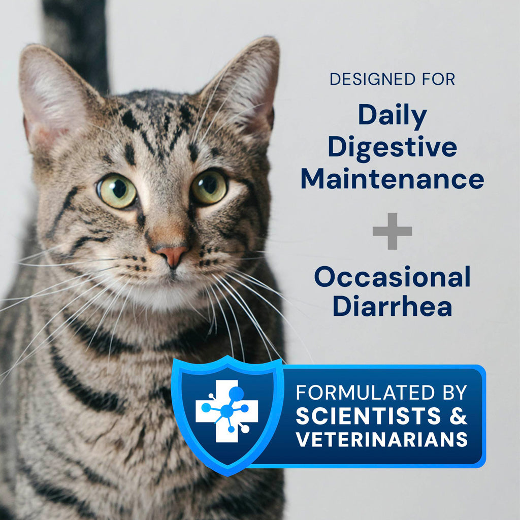 Cat with text about digestive health and scientific formulation on a light gray background
