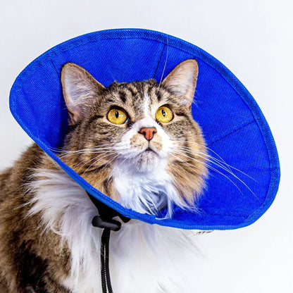 Cat wearing a blue cone collar on a white background