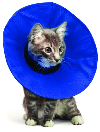 Cat wearing a blue cone collar on a white background