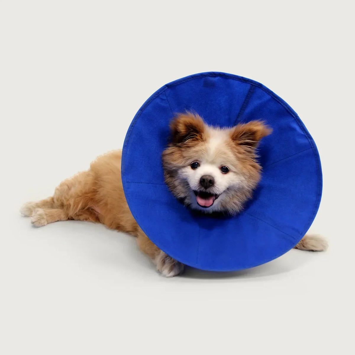 Dog wearing a blue cone on a white background