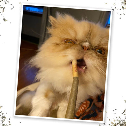 Meowijuana King Meowy J's Catnip Joints