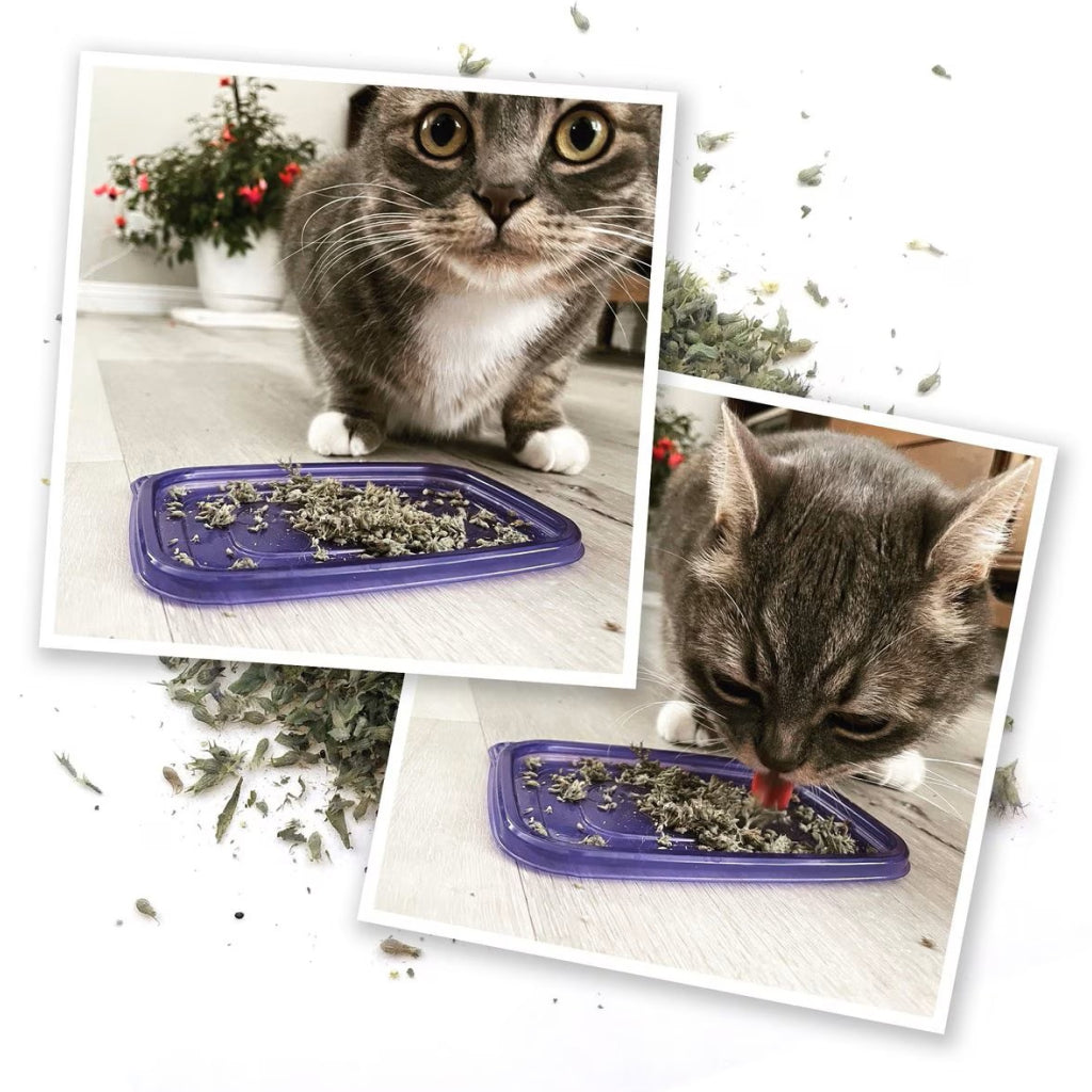 Meowijuana Meowi-Waui Ground Catnip & Catnip Buds (0.917 oz)