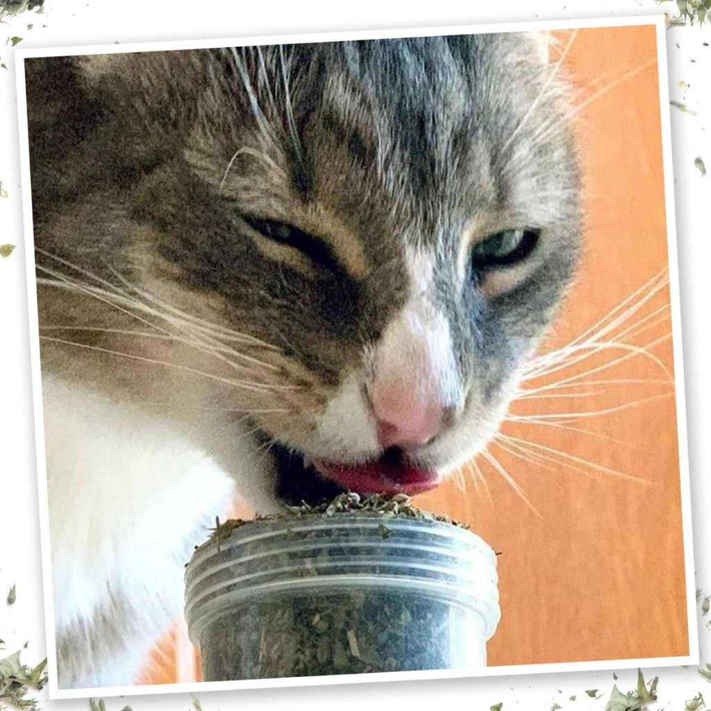 Meowijuana Meowi-Waui Ground Catnip & Catnip Buds (0.917 oz)