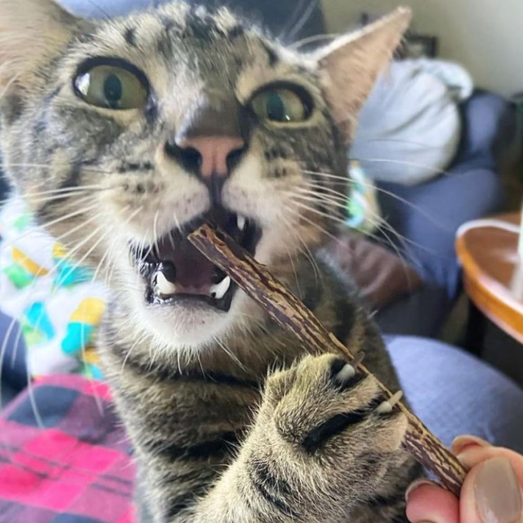 Meowijuana Silvervine Sticks for Cats