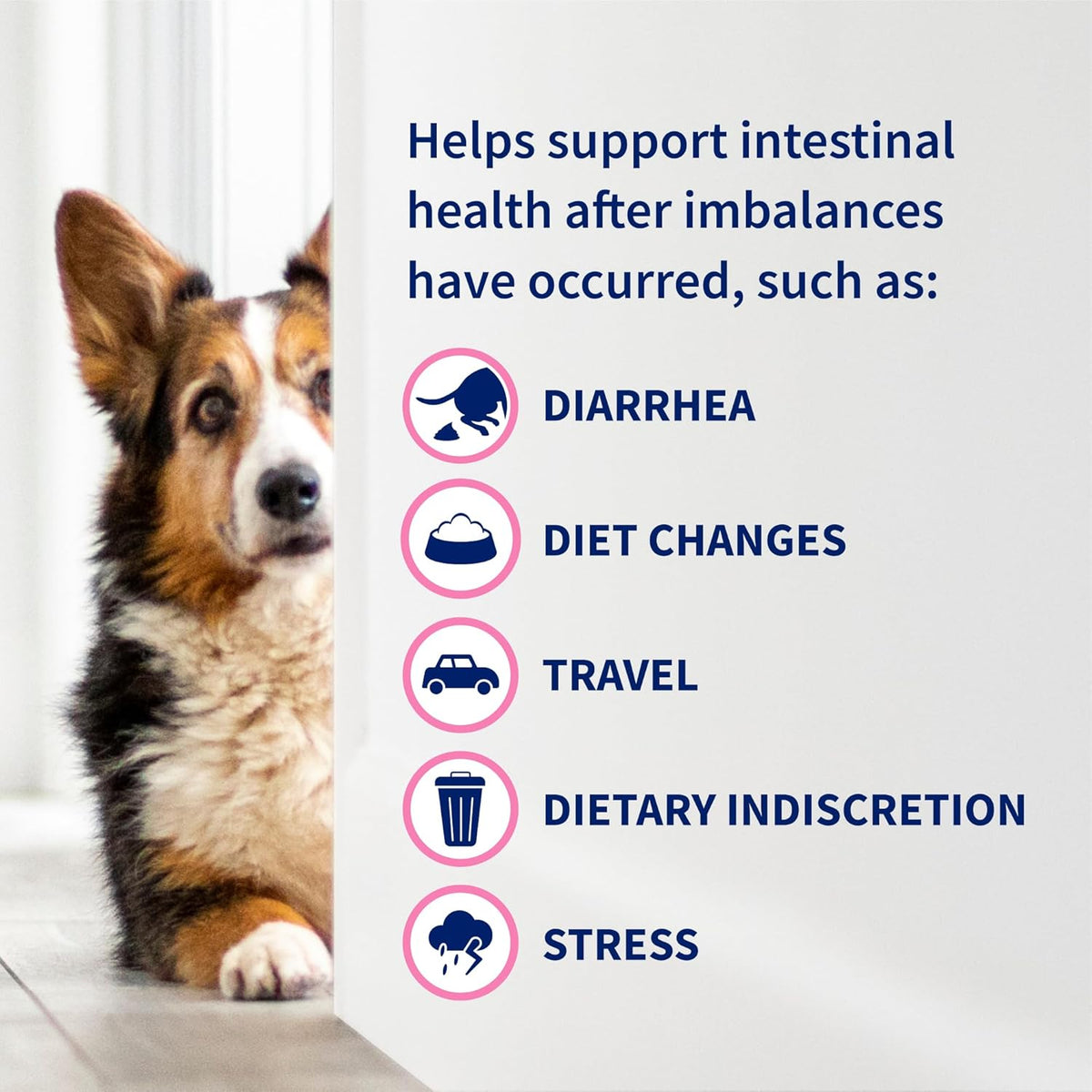Nutramax Proviable Digestive Health Supplement Kit for Cats And Dogs