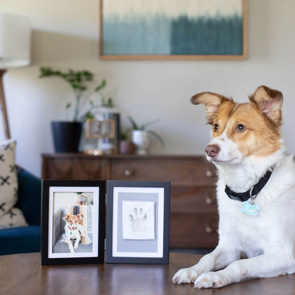 Dog sitting on a table with framed photos of itself in a home setting