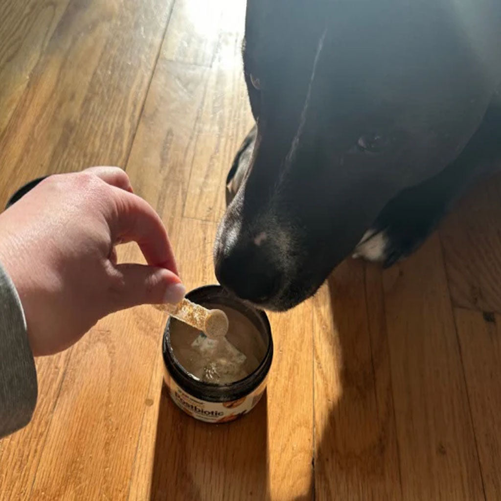 Person feeding a dog from a container on a wooden floor