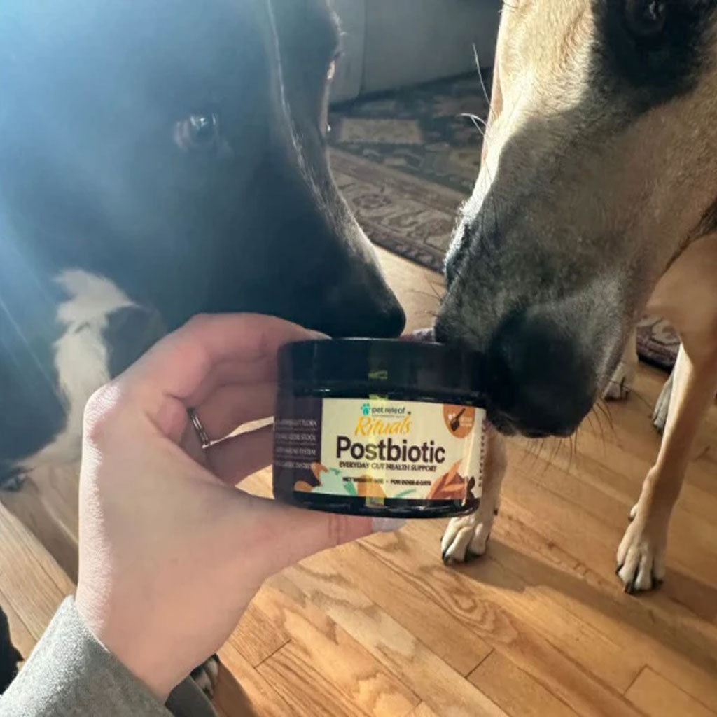 Person holding a jar of K9 Naturals Postbiotic supplement for dogs with two dogs sniffing it.