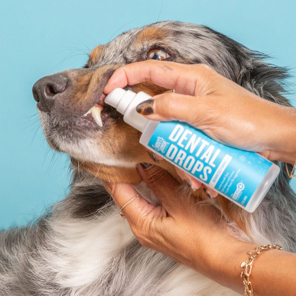 Dog receiving a 'Dental Drops' product from a person against a blue background