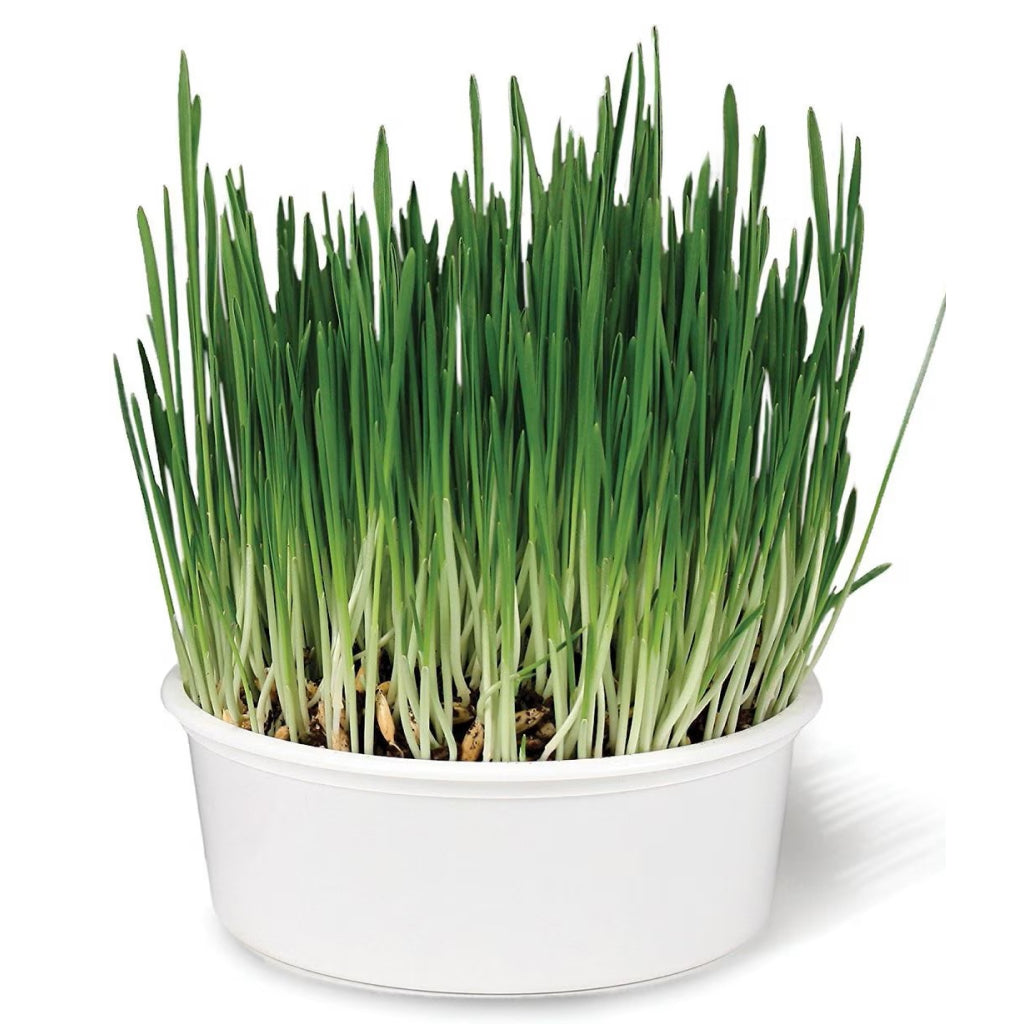 SmartyKat Sweet Greens Organic Oat Grass Grow Kit For Cats
