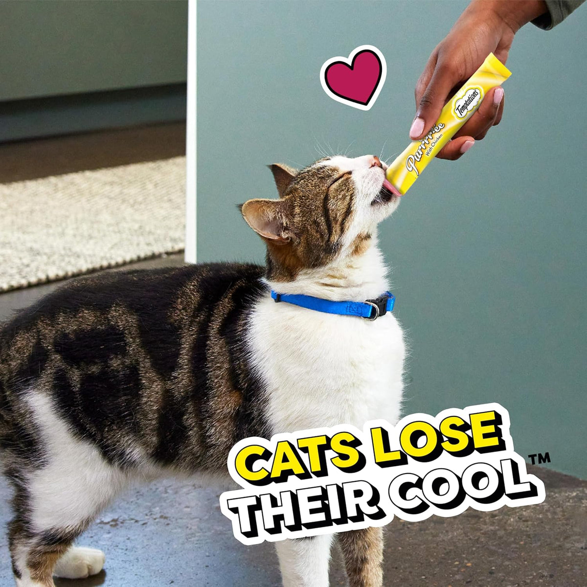 Cat being offered a treat with text 'Cats Lose Their Cool' and a heart symbol.