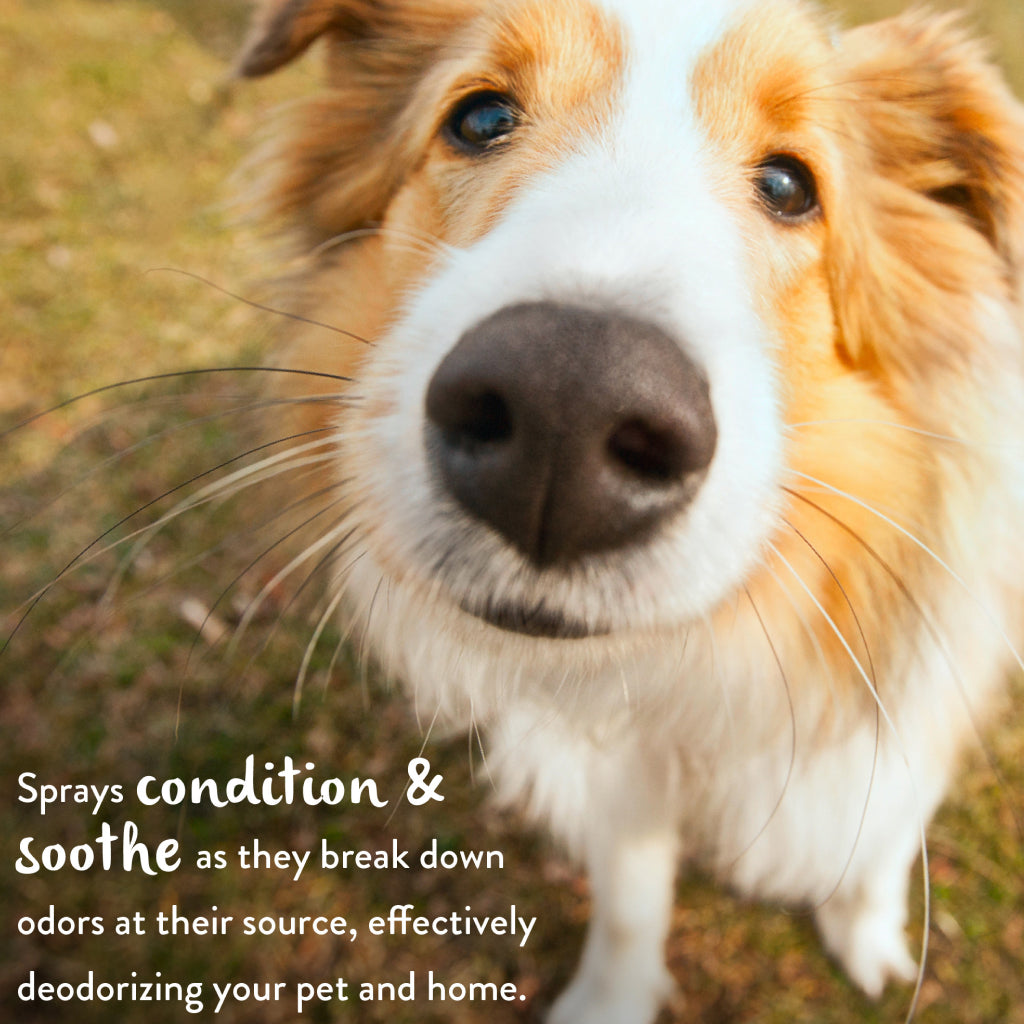 TropiClean Lime & Coconut Deodorizing Spray for Pets-8oz