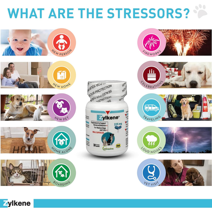 Stress and Anxiety Relief
